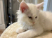 Beautiful TICA reg white female maine coon with blue eyes!