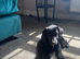 Borador dog Puppy