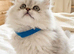 GCCF registered beautiful silver Persian kittens