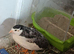 Group of  Tiny Button Quail 1 x Tuxedo Leopard Print Male and 3 x beautiful female all young birds &pound;38