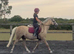 Ultimate Barbie pony