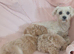 Health tested small maltipoo