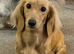 Cream Longhair Miniature dachshund