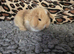 Stunning baby minilops can meet by arrangement