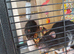 2 male rats 5 months old