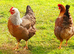Welsumer lg fowl free range hatching eggs