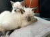 Siamese kittens ready in 7 weeks