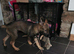 German shepherd x collie puppy (shollie)