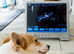 Mobile Pet Pregnancy Scanning - Devon & Cornwall