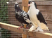 Afghan and Lahore pigeons