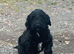 Fully vaccinated Jackapoos