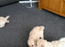 Ready to leave cavapoo