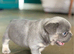 5 STAR FRENCH BULLDOGS
