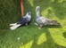 Beautiful Fancy Show Pigeons - Healthy Breeding Pairs