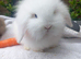 FEMALE & MALE DOUBLE MANED LIONHEAD x CASHMERE MINILOPS