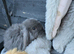 French Lops & Mini Lops Available