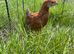 Rhode Island Red cros. chick 6 weeks