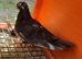 Young Pigeons for Sale