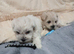 Maltipoo puppys