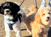 Schipoo puppies for rehoming now