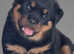 Kc, extensively health tested rottweiler stud