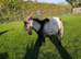 Entire Pygmy Billy Goat for Sale - 2 Years Old - Knaresborough
