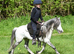 Shetland x Welsh Gelding