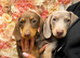 REDUCED!! KC registered Miniature Dachshund puppy’s