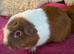 Guinea pig sows young adults
