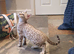 Beautiful Tica Registered Bengal Kittens.