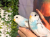 2 budgies