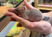 Beautiful girl hairless rats/ naked rats