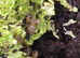 Baby giant african land snails