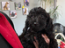 Daxiepoo girls and boys puppies are ready now