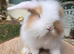 Super fluffy baby bunnies teddywidders
