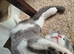 British shorthair 2 BOYS LEFT