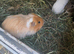 Adult guinea pigs