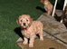 Cockerpoo pups ready now. Caramel colour