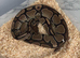Female ball python