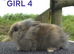 Lionhead bunnies ready now