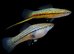 SWORDTAILs TROPICAL AND COLDWATER LIVEBEARERS Cultivated N Wild Forms from &pound;3