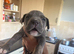 8 cane corso puppies for sale 5 bitches 3 dogs