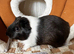 Bonded male guinea pigs x2