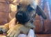 Dachshund puppy boy for sale 9weeks