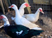 Muscovy