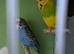 Quality birds