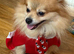 Pomeranian boy