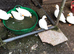 Call Ducks Hatching 25th February
