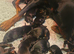 Kc registered doberman puppies