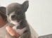 Apple head chihuahuas